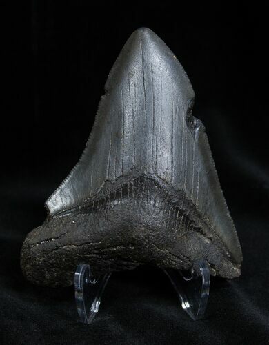 Inch Georgia Megalodon Tooth #1386